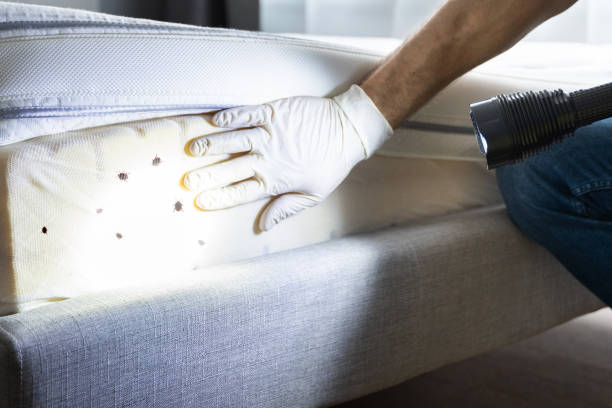 Best Bed Bug Extermination  in Rockton, IL